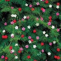 Fresh Seeds Cypress Vine Seeds Ipomoea Pennata Mix Flower Seeds 200 Seeds - $19.98