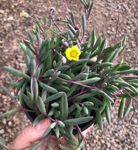 4&quot; pot live plant Othonna capensis Ruby Necklace Succulent Purple Yellow... - $29.50