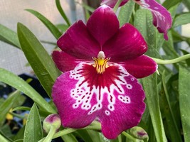 Miltoniopsis Newton Falls (3.5” pot) - £19.72 GBP