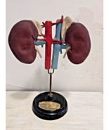 Antique 1930s Anatomical Model of Renal System - $3,745.95 MXN