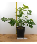 Jersey Blueberry Plants- Large One Gallon Containers- Late Season - $59.50 CAD+