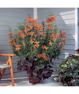 HSeeds 15+ Seeds LionS Ears House Plant  Garden Flowers - €5,96 EUR