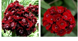 600 Seeds! Sweet William dianthus DUNETTI Red Spring Blooms Butterflies Seeds  - £21.17 GBP