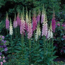 50 Seeds Foxy Dwarf Mixed Color Foxglove Flower - £7.75 GBP