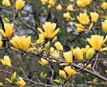 Butterfly Magnolia 6 Seeds Lily Flower Tree Fragrant Tulip Flowers - $5.99