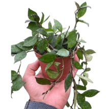 Hoya Krohniana 'Super Silver' Pot - Rare Orchid Variety with Unique Silvery - $1,052.52 MXN