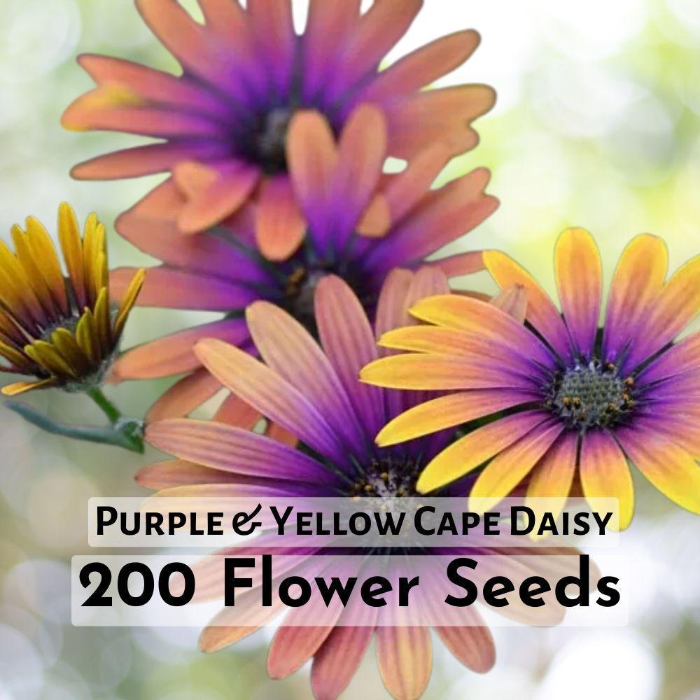 200 Seeds Purple &amp; Yellow Cape Daisy Seeds | Vibrant Bi-Color Blooms - $11.90