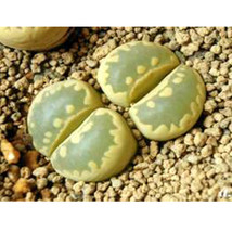 100 Seeds Lithops Otzeniana Green Attempts Succulents Plants Seeds USA SELLER Ga - $35.22