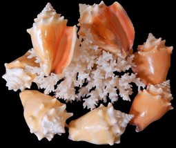 12 Fighting Conch SeaShells,  Ocean Beach Shells For Shell Crafts Home D... - $20.00