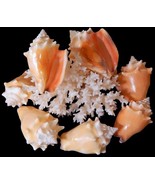 12 Fighting Conch SeaShells,  Ocean Beach Shells For Shell Crafts Home D... - $373.63 MXN