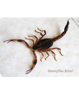 Real Golden Chinese Scorpion Mesobuthus Martensii Entomology Collectible... - €45,46 EUR