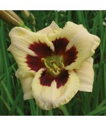 Moonlit Masquerade Daylily - Hemerocallis - Rebloomer! - 4&quot; Pot - $33.99