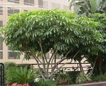 Variegated Umbrella Tree 7 Seeds Schefflera Arboricola Trinette 7 To 10&quot;... - $5.99