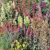 30 Seeds Agastache Fragrant Delight Flower Mix Perennial - £13.05 GBP