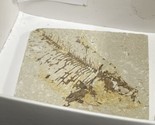 Knightia eocaena  • Fossil Fish Kermmerer Wyoming Green River Fm Eocene - £9.34 GBP