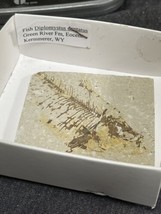 Knightia eocaena  • Fossil Fish Kermmerer Wyoming Green River Fm Eocene - $11.88