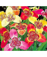 Tigridia Lilacea Tiger 5 Flower Plant Bulbs Mexican Shellflower Purple W... - $39.66 CAD