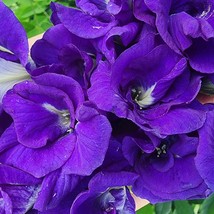 USA Seller Thai Double Blue Butterfly Pea Flower Seeds - £14.65 GBP