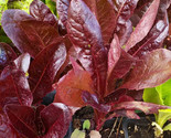 800 Seeds Super Red Romaine Lettuce Seeds Fast Shipping - $8.99