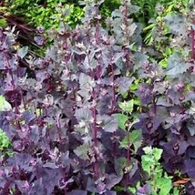 25 Pcs Red Orach Flower Seeds #MNSS - $14.99