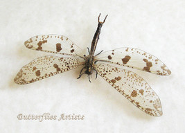 Giant Antlion Palpares Libelluloides Real Neuroptera Framed Entomology S... - £47.95 GBP