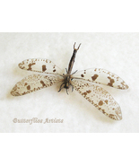 Giant Antlion Palpares Libelluloides Real Neuroptera Framed Entomology S... - £46.68 GBP