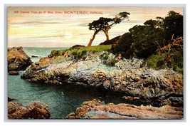 Ostrich Tree on 12 Mile Drive Monterey California CA UNP DB Postcard T1 - £3.92 GBP