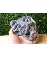 5 Inch Natural Platyclymenia &amp; Goniatetes Plate Devonian Fossils  Morocc... - $1,762.21 MXN