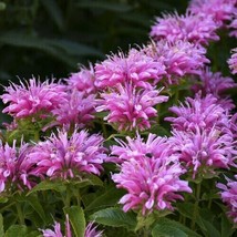 Monarda Herb Seedswild Bergamot Grown Non Gmo 100 Pure SeedsFrom US - $8.35