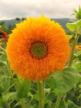 500 Seeds Organic Sunflower Giant Sungold Large Beautiful Colorful Blooms - £15.22 GBP