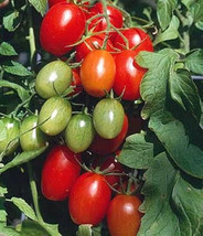 50 Seeds Jolly Elf Tomato Vegetable Garden Edible Fresh Seeds - $10.50