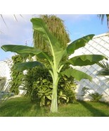 KKG Ensete Glaucum Snow Banana Seeds Fresh Garden - $182.53 MXN