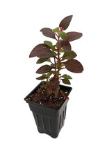 2.5&quot; Pot - Biblical Red St. Joseph&#39;s Coat Plant -Alternanthera- Easy Houseplant - £37.34 GBP