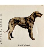 Irish Wolfhound 1939 Dog Breed Art Ole Larsen Color Plate Print Antique ... - $42.03 CAD