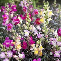 50 Snapdragon Twilight Mix Seeds Garden USA Shipping - £7.16 GBP