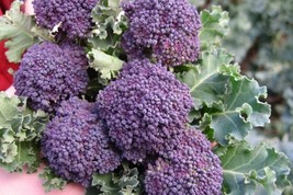 Purple Sprouting Broccoli Seeds NON-GMO Heirloom Variety Sizes  - £7.68 GBP