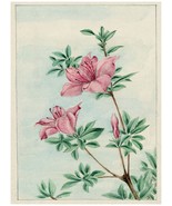 1561 Pink Flowers green leaf.Nature vintage 18x24 Poster.Floral Decorative Art. - $28.00