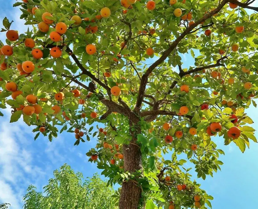 2 American Persimmon Trees 8-12&quot; Tall Liveted Plants Diospyros virginiana - £57.57 GBP