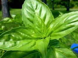 Fresh 1500+ Lemon Basil SEEDS-Ocimum Basilicum-HERB-ORGANIC-HEIRLOOM-NON Gmo Us - £7.20 GBP