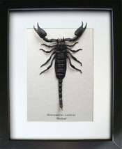 Zodiac Gift Giant Black Real Scorpion Heterometrus Laoticus Entomology S... - $68.99