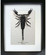 Zodiac Gift Giant Black Real Scorpion Heterometrus Laoticus Entomology S... - £57.91 GBP