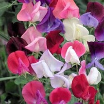 New Fresh Seeds 60 Mixed Colors Sweet Pea Royal Family Mix Lathyrus Odor... - £12.29 GBP