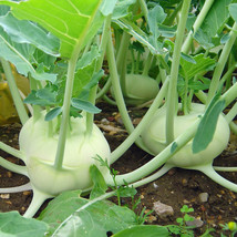 Kohlrabi White Vienna Seeds 500+ Vegetable - $8.98
