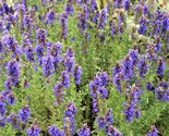 Beautiful Hyssop Seeds Common Non-Gmo 100 Seeds Fast Shipping - $7.99