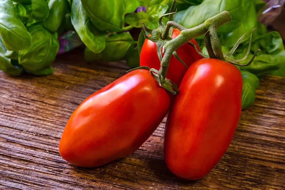 SKMO San Marzano Tomato Vegetable Heirloom 225 Seeds Indoor Gardening - £7.65 GBP