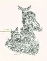 # 146 FAWNS * wildlife  art print *  pen &amp; ink drawing by Jan Jellins - $12.50