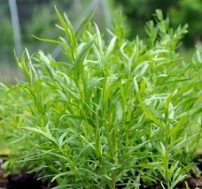 Russian Tarragon Herb Seeds NON-GMO Dragon Wort Variety Sizes  - £7.52 GBP
