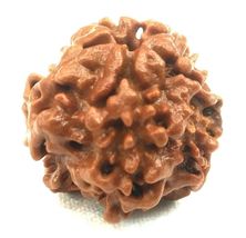 Nirankar Rudraksha / 0 Mukhi Rudraksha - Nepal Bead - IGL Certified - $172.55 CAD