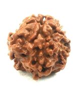 Nirankar Rudraksha / 0 Mukhi Rudraksha - Nepal Bead - IGL Certified - $172.89 CAD