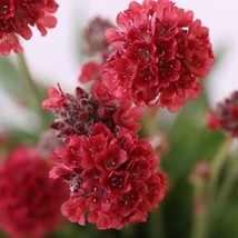 30+ RED ARMERIA FLOWER SEEDS DEER RESISTANT - $9.84